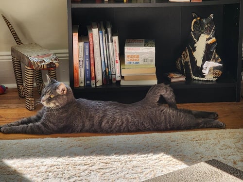 SHIMMER - Domestic Short Hair available for adoption