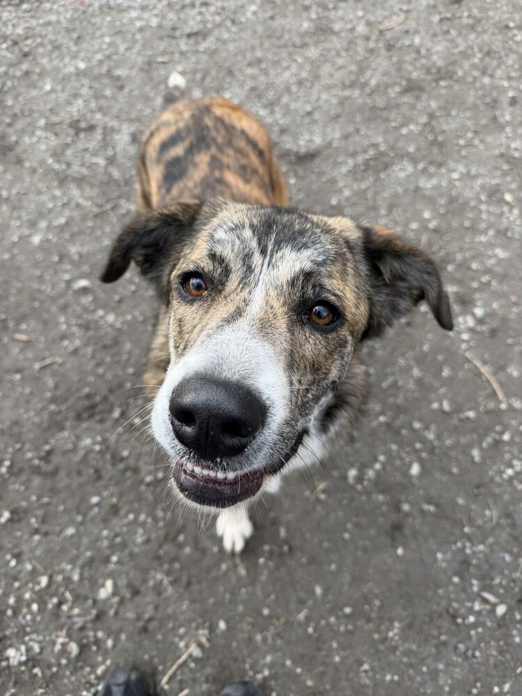 HEIDI - Terrier available for adoption
