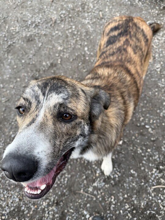 HEIDI - Terrier available for adoption