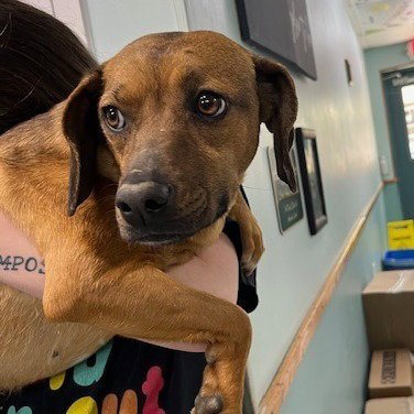 Scrappy Doo Image