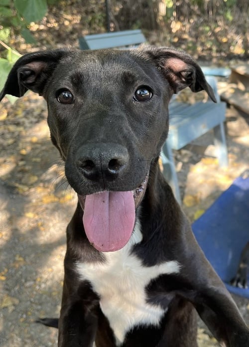 DRAINO - Unknown available for adoption