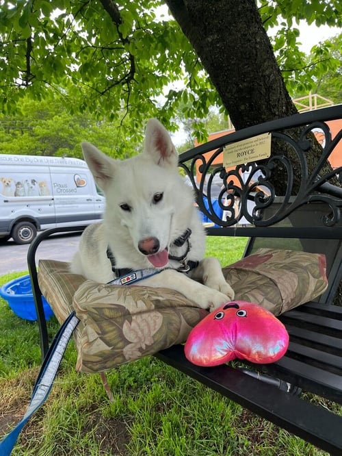 SNOWY - Husky available for adoption