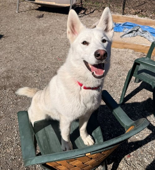 SNOWY - Husky available for adoption