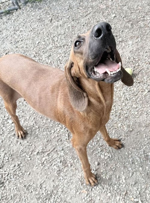 ANN - Hound available for adoption