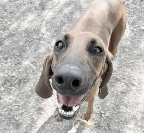 ANN - Hound available for adoption