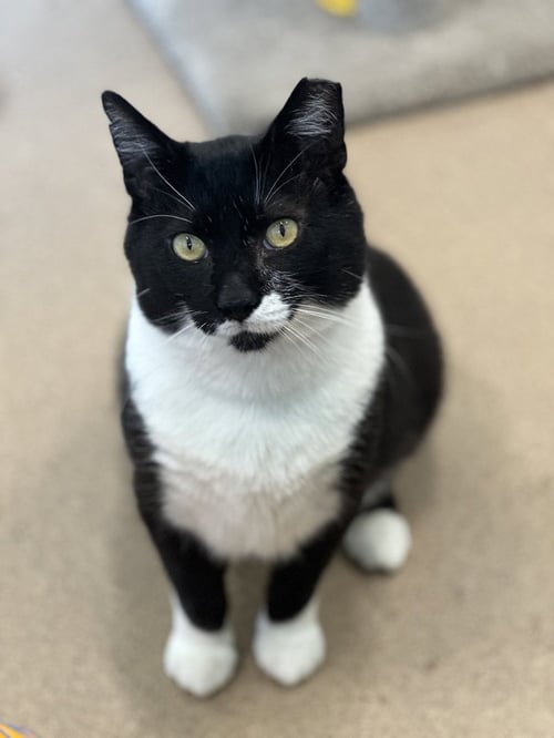 KEIFER - Domestic Short Hair available for adoption