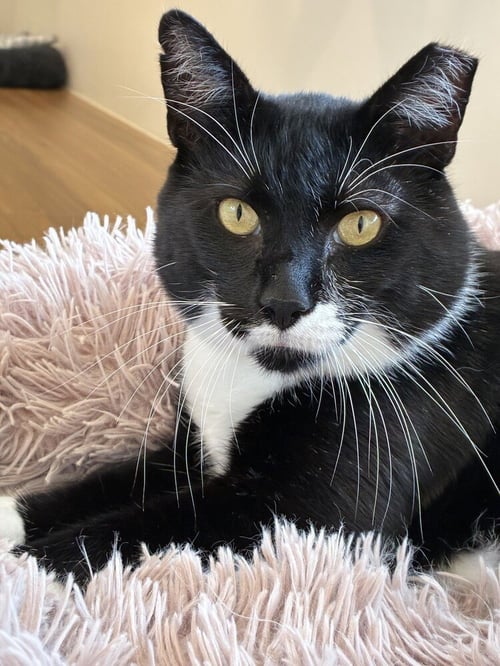 KEIFER - Domestic Short Hair available for adoption