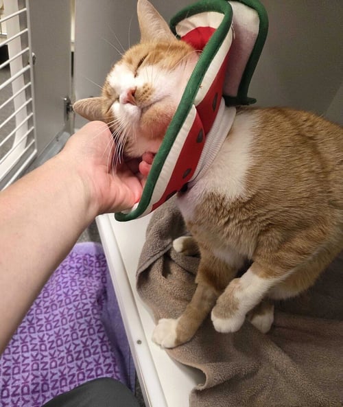 SALVADOR - AVAILABLE 9/22 - Domestic Short Hair available for adoption