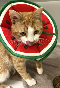 Salvador - available 9/22 - Photo 4
