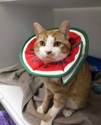 Salvador - available 9/22 - Photo 3