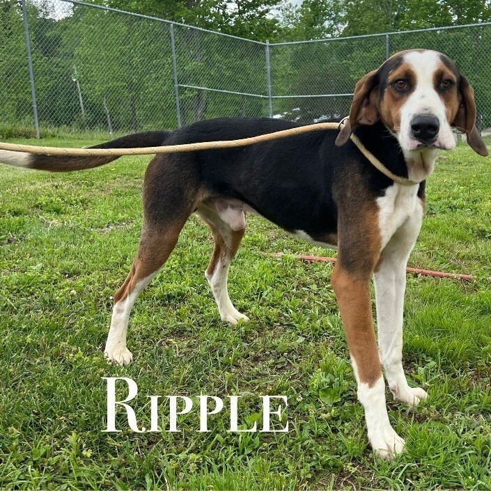 RIPPLE - Terrier available for adoption