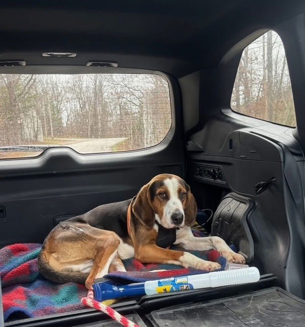 RIPPLE - Terrier available for adoption