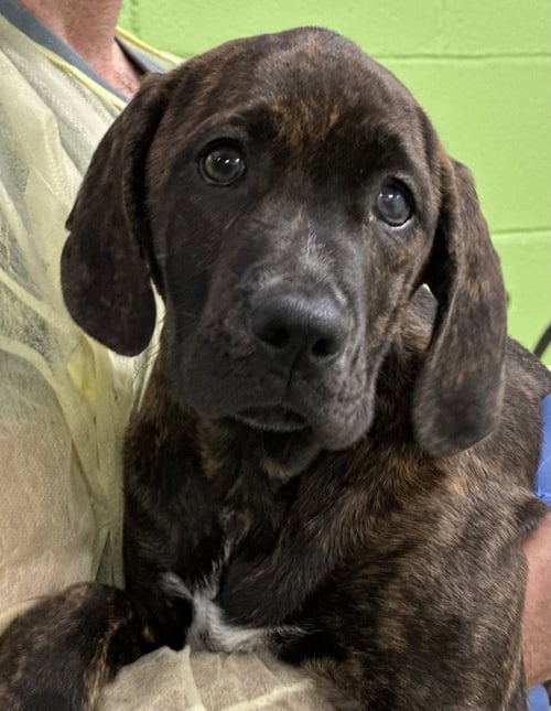 FENNEL - Hound available for adoption