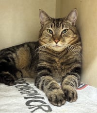 Ramses - Photo 1