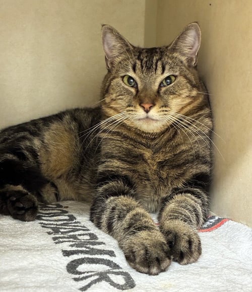 RAMSES - Domestic Short Hair available for adoption