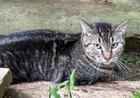 Ramses - Photo 2