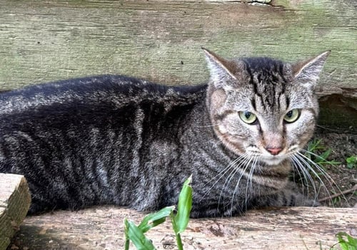 RAMSES - Domestic Short Hair available for adoption