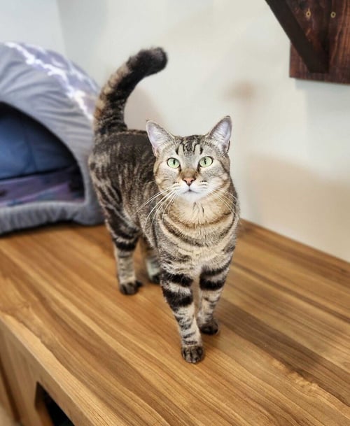 RAMSES - Domestic Short Hair available for adoption