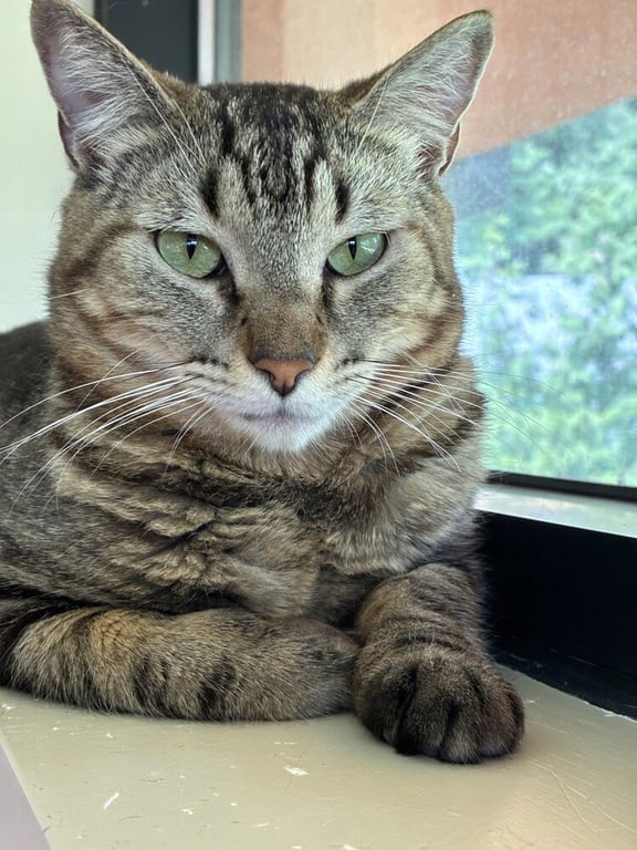 Ramses Image