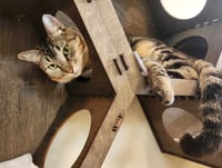 Ramses - Photo 4