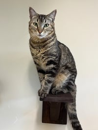 Ramses - Photo 3