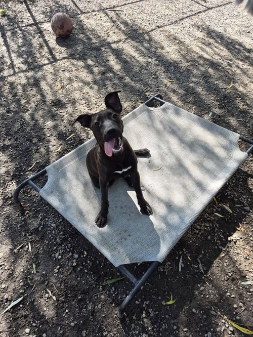 DRUSILLA AVAILABLE 9/15 - Unknown available for adoption