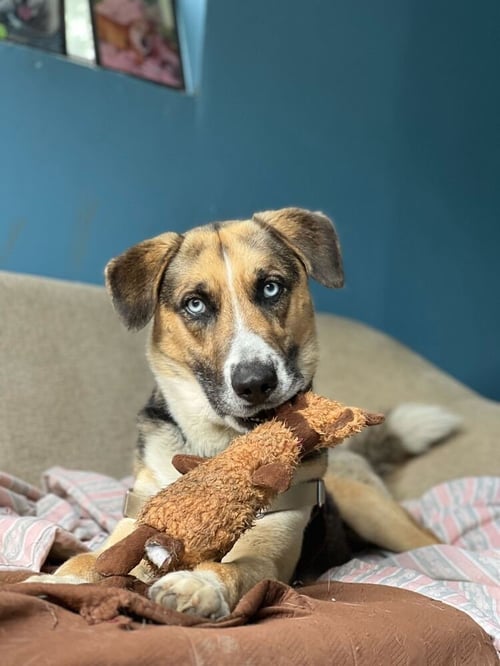 CAIN - Husky / Shepherd available for adoption