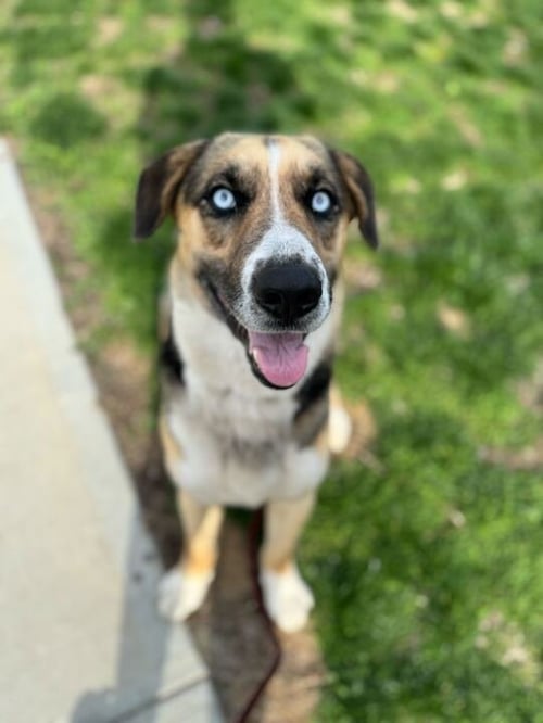 CAIN - Husky / Shepherd available for adoption