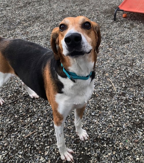 KEMP - Coonhound available for adoption