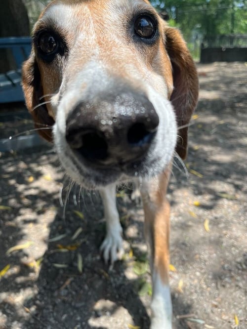 KEMP - Coonhound available for adoption