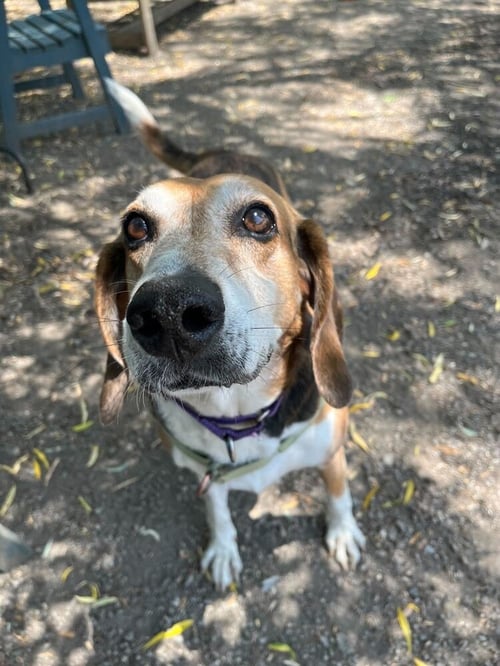 KEMP - Coonhound available for adoption