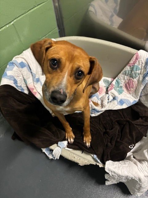 UMBRELLA - Terrier available for adoption