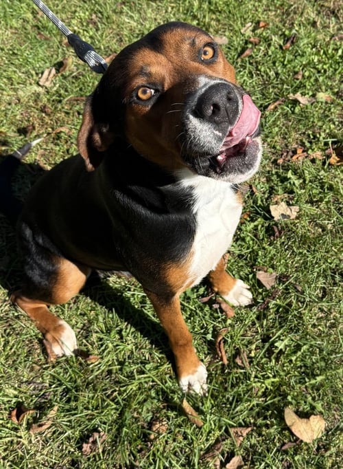 WALNUT AVAILABLE 10/22 - Labrador Retriever available for adoption