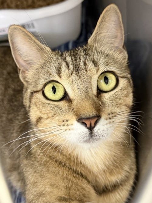 PEPPA - Domestic Short Hair available for adoption