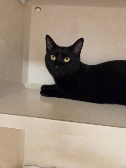 ASHLEY NICOLE -  AVAILABLE 11/1 - Domestic Short Hair available for adoption