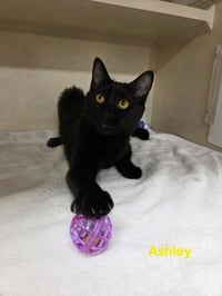 Ashley Nicole -  available 11/1 - Photo 4
