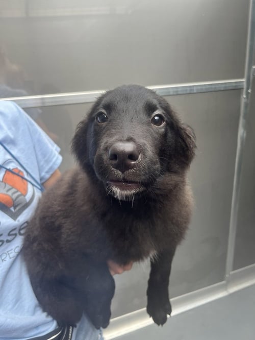 ANGEL HAIR AVAILABLE 8/21 - Collie available for adoption