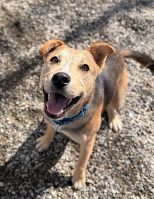 BAYNE - Shepherd available for adoption