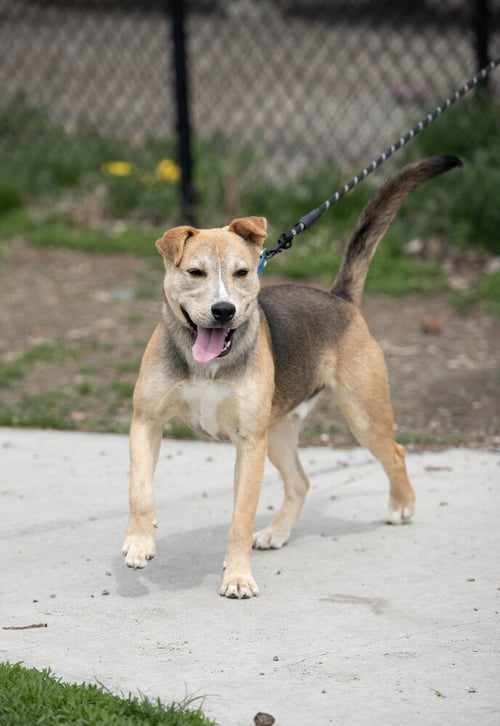 BAYNE - Shepherd available for adoption