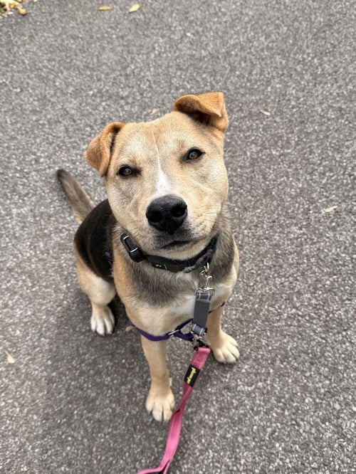BAYNE - Shepherd available for adoption