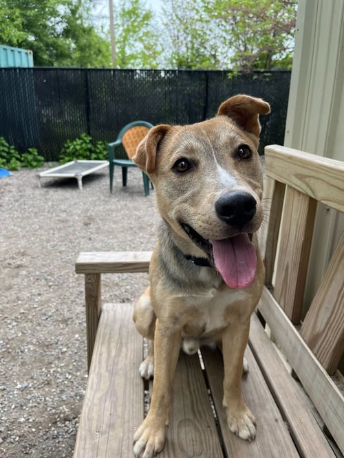 BAYNE - Shepherd available for adoption