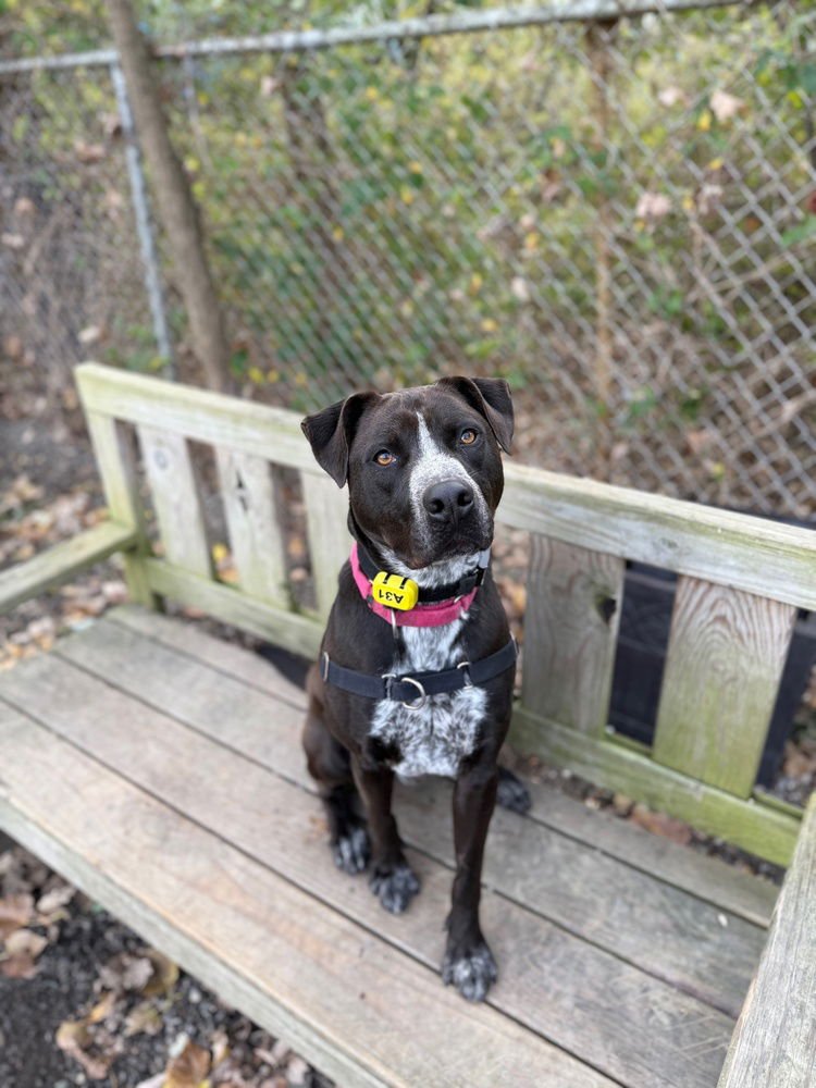 NEIL - Unknown available for adoption