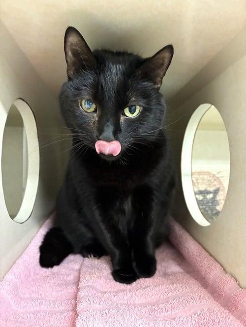 MISTY - Domestic Short Hair available for adoption