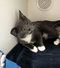 Mayor Vaughn - available 8/31 - Photo 3