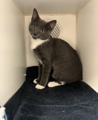 Mayor Vaughn - available 8/31 - Photo 2