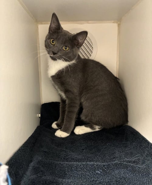 MAYOR VAUGHN - AVAILABLE 8/31 - Domestic Short Hair available for adoption