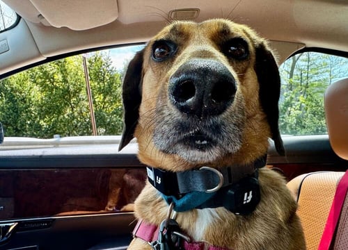 BUSTER BROWN - Hound available for adoption