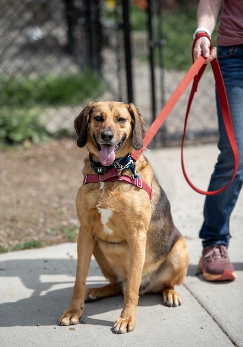 BUSTER BROWN - Hound available for adoption
