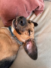 Buster Brown - Photo 3
