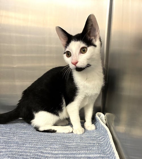 JUPITER - Domestic Short Hair available for adoption